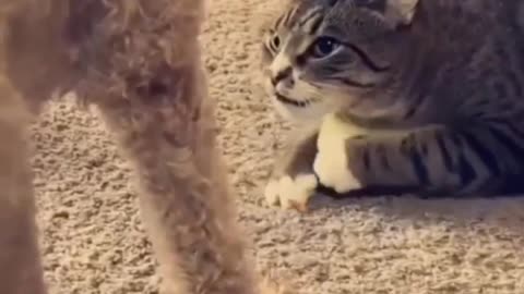 Cats funny reaction video