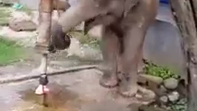 Thirsty elephant using tap to fetch water!amazing skills