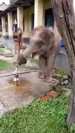 Thirsty elephant using tap to fetch water!amazing skills