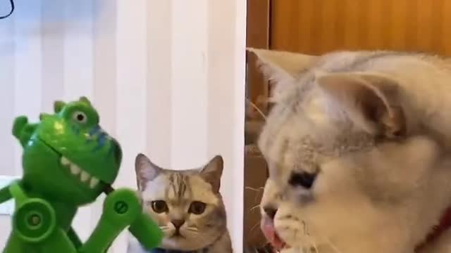 What are you eating? Funny cat