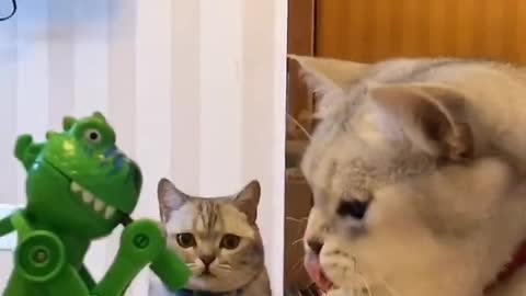 What are you eating? Funny cat