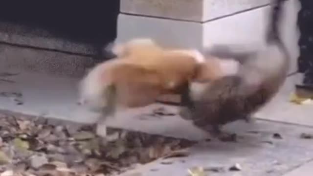 UFC of cats