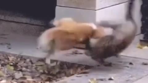 UFC of cats