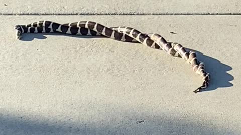 Tangled Snakes on Sidewalk