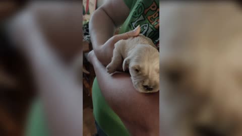 1.5 week old Golden Retriever crying.