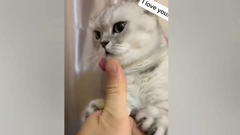Funny cats in the world