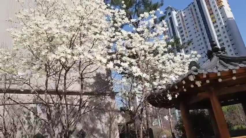 The beautiful spring scenery of Korea