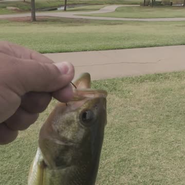 Yukon Bass Fishing Freedom Trail Park