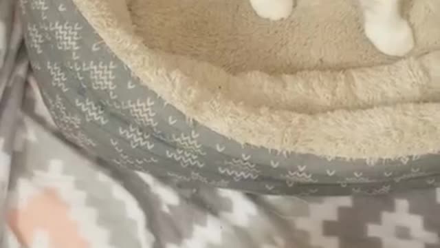 Ark Of Grace Sanctuary: The Kittens Play Spiderman