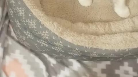 Ark Of Grace Sanctuary: The Kittens Play Spiderman