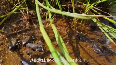 group of tadpoles