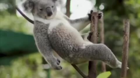 Tarzan Koala is going to get your GFs and much more