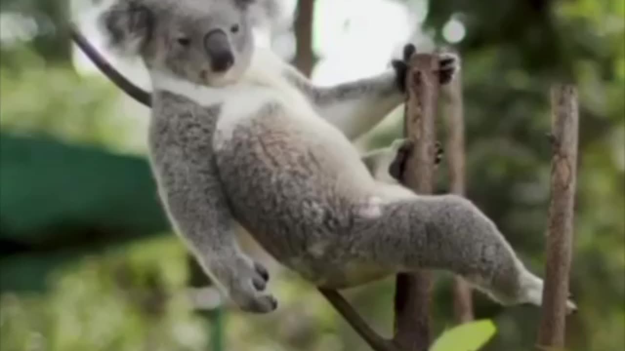 Tarzan Koala is going to get your GFs and much more