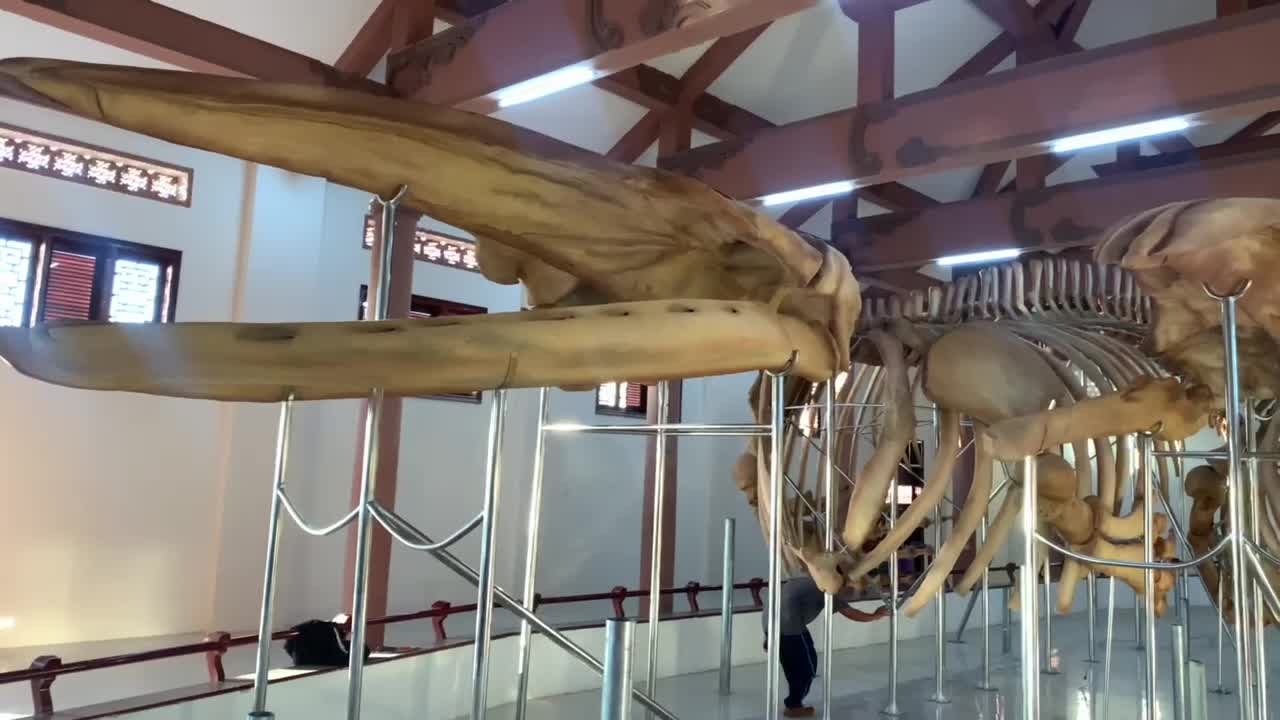 Southeast Asia's largest whale skeleton