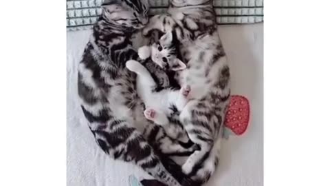 Cute cats loving