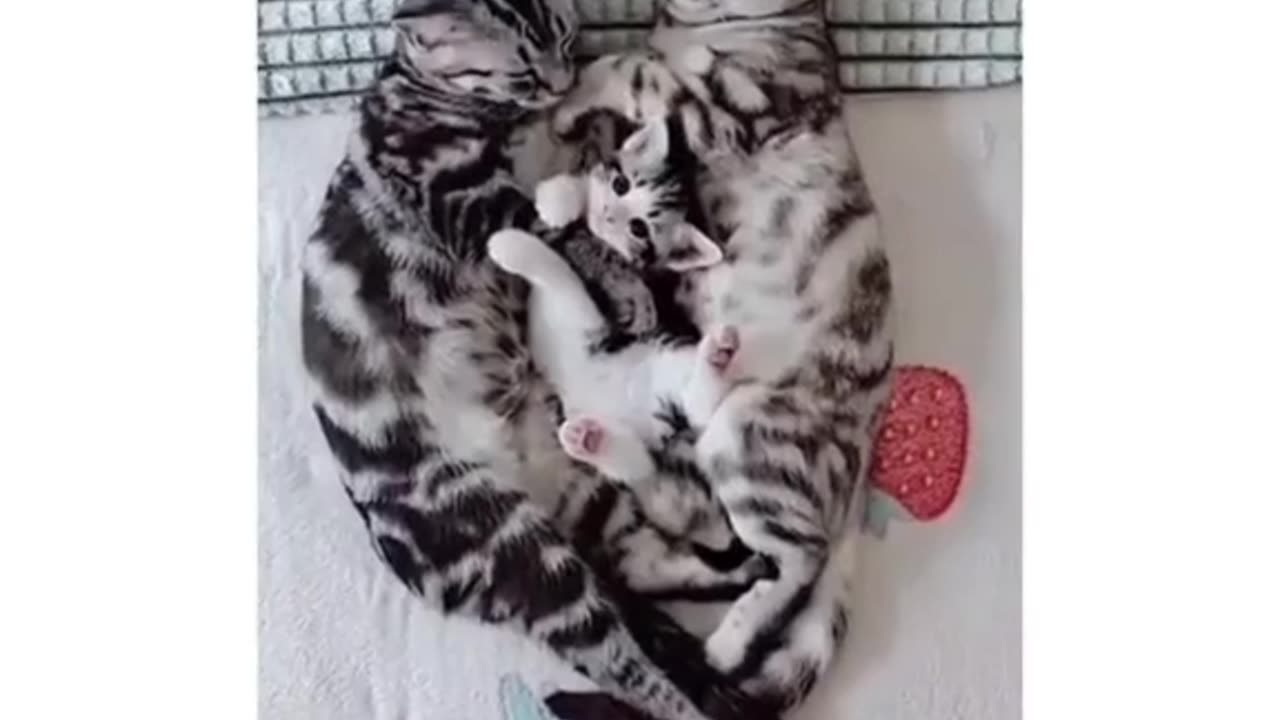 Cute cats loving