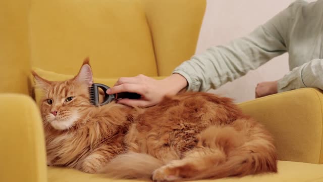 Grooming the cat, he really enjoys it.