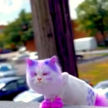 So beautiful cat🥰