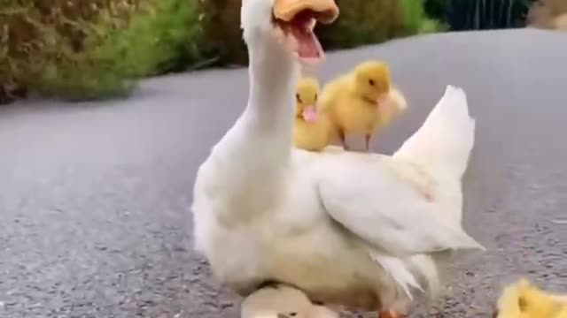 Cute animal 3: Duck and its cubs