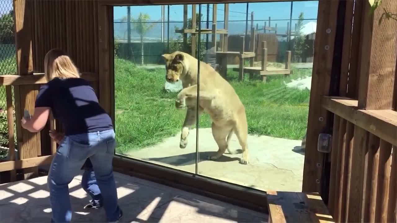 Lion lurches at him; kid stays calm!