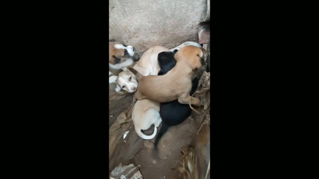 Cute baby puppies
