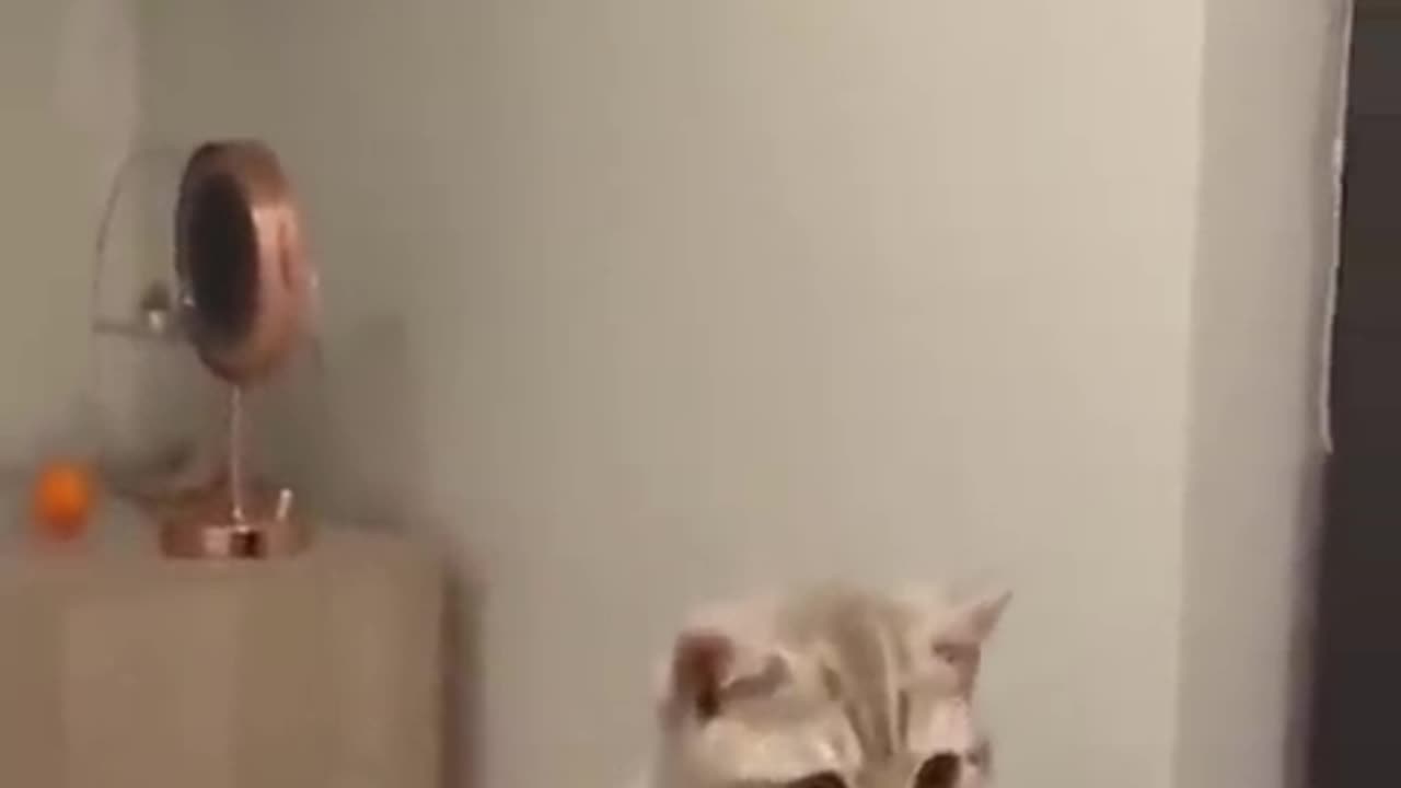 Video I love this dog and cat