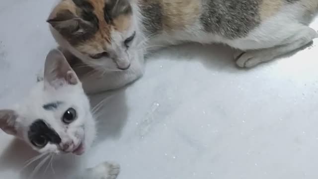 Funny cat and kitten