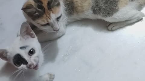 Funny cat and kitten