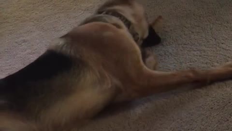 Brown dog laying on its back chewing bone