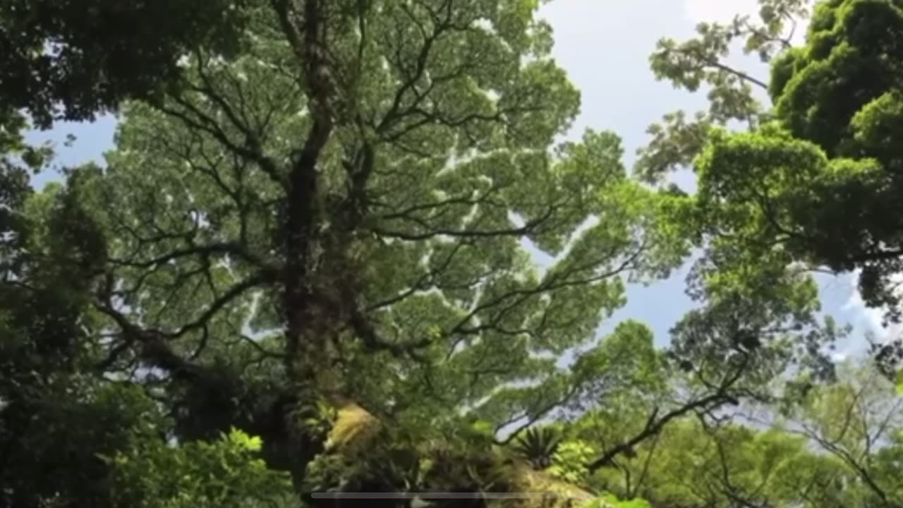 Wild life 4K