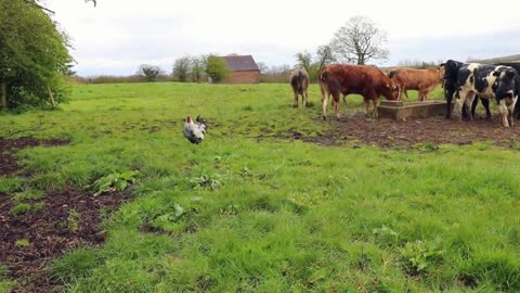 Crazy Cockerel Attacks Cows.