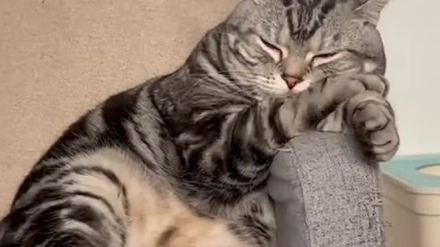 Some kittens pretend to be adults to fall in love with us