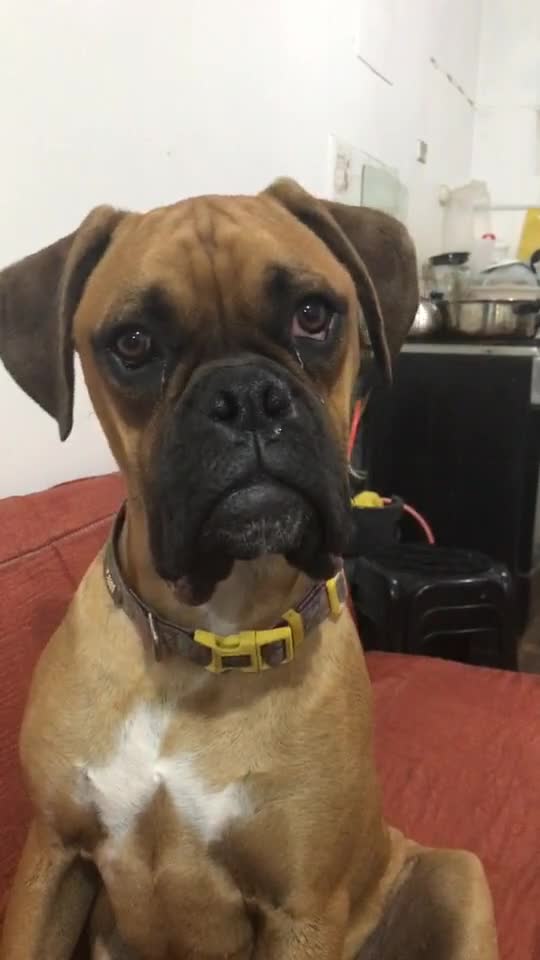 #perrostiktokers #tiktok #puppy #perro #perroboxer #sonidoparaperro