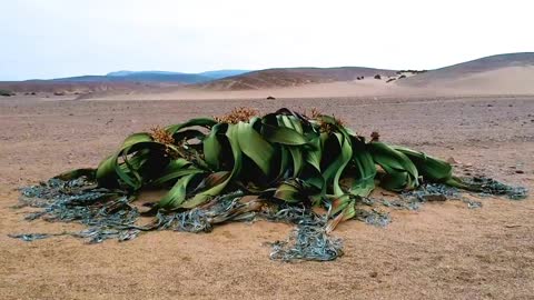 Welwitschia_ The Oldest Living Plant In The World