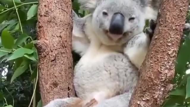 koala chilling on a eucalyptus tree