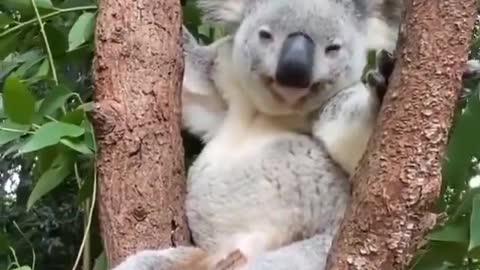 koala chilling on a eucalyptus tree