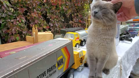 Cat greets garage sale customers