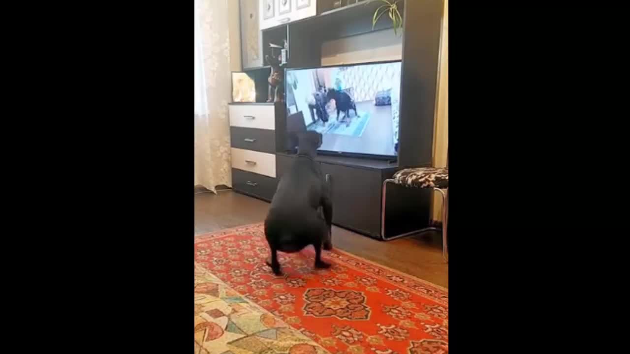 Gymnastics for the dog