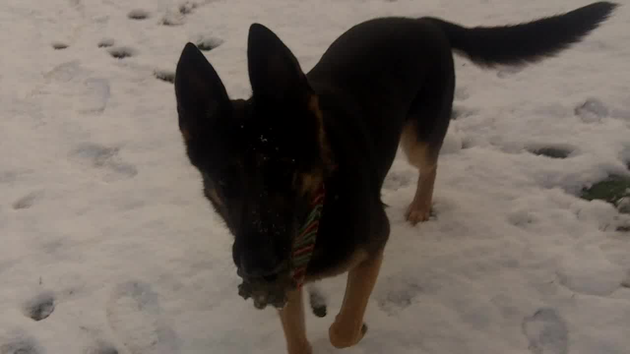 German dog loves to play in snowy climates