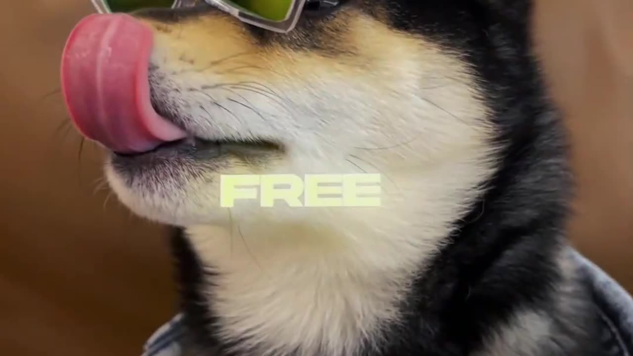 Funny Dog Video - Very Funny Video