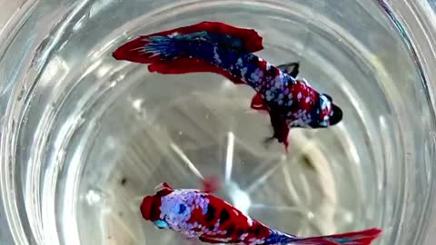 Betta fish multy colour