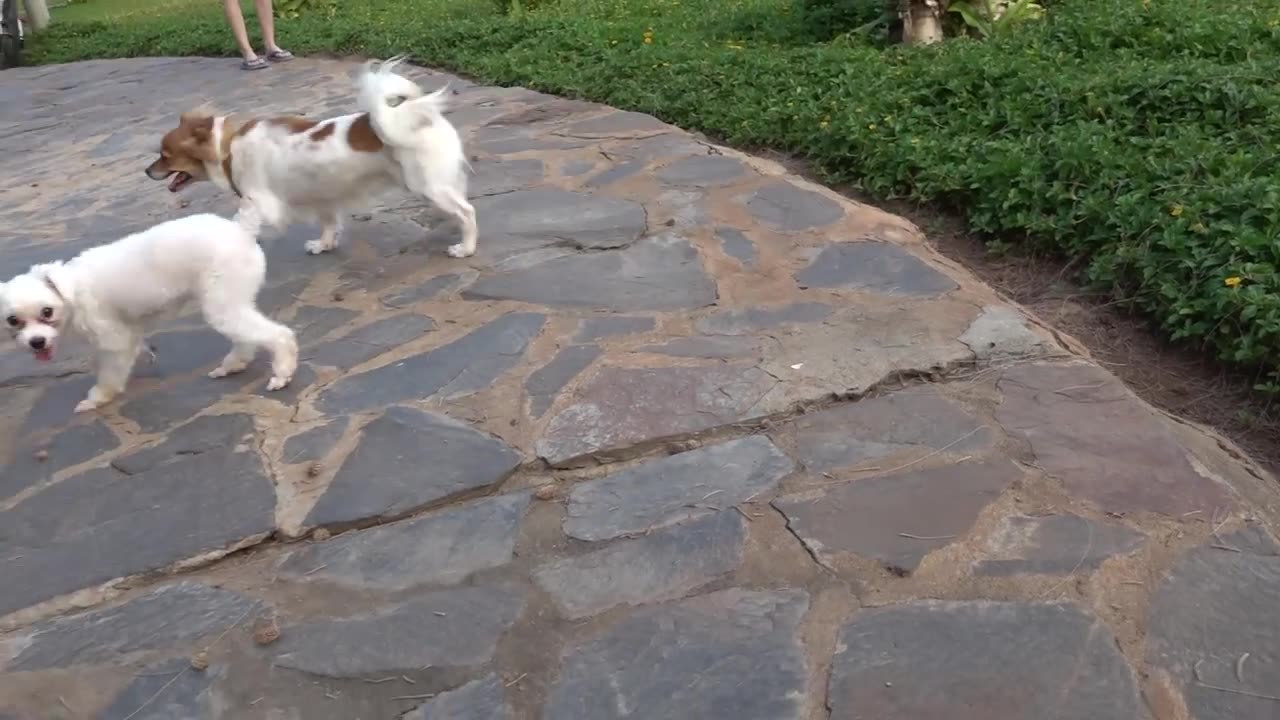 dogs reacting when seeing strange