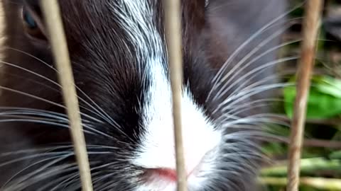 His eyes are searching for food. He is a hungry rabbit