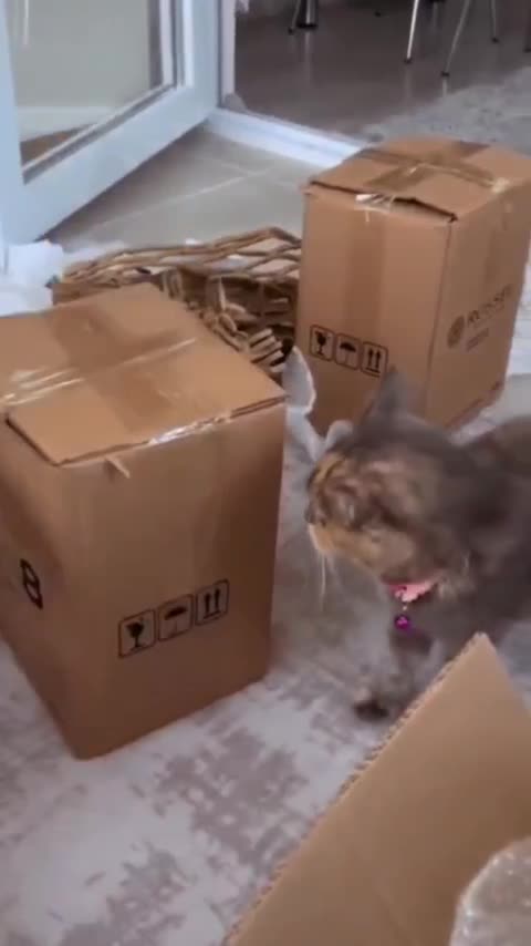 "Feline Indispensables: Unleashing the Hidden Talents and Skills of Cats"