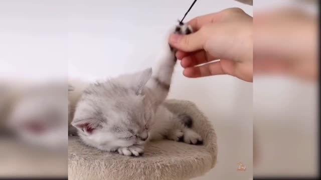 Amazing - Cute Funny cats COMPILATION!! #3