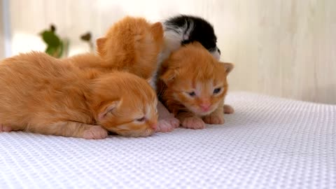 mixkit newborn fluffy kittens