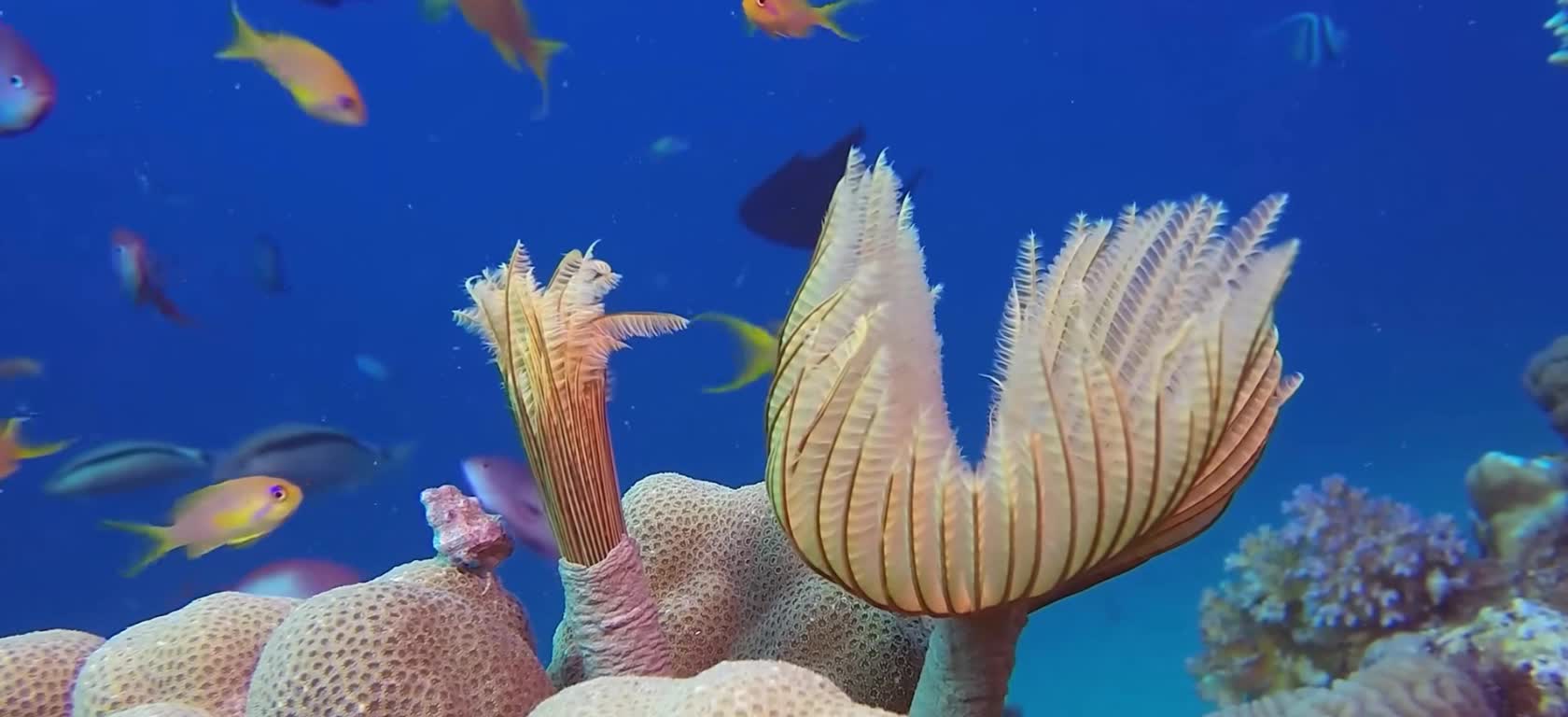 Fish run away