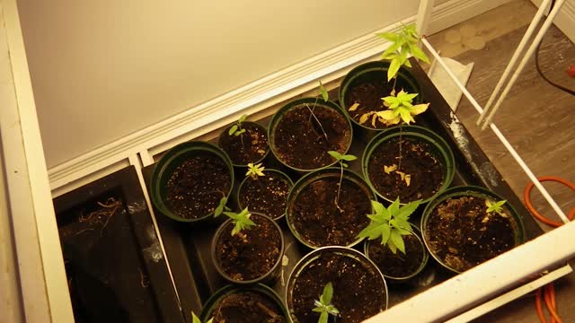 GROW BIGGER MARIJUANA BUDS