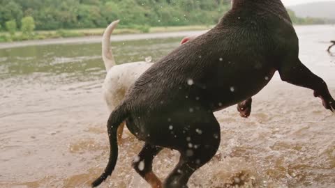 Fight fierce pitbull dogs