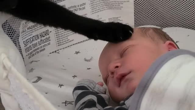 The youngest Cat Welcoming His New Brother into The Family